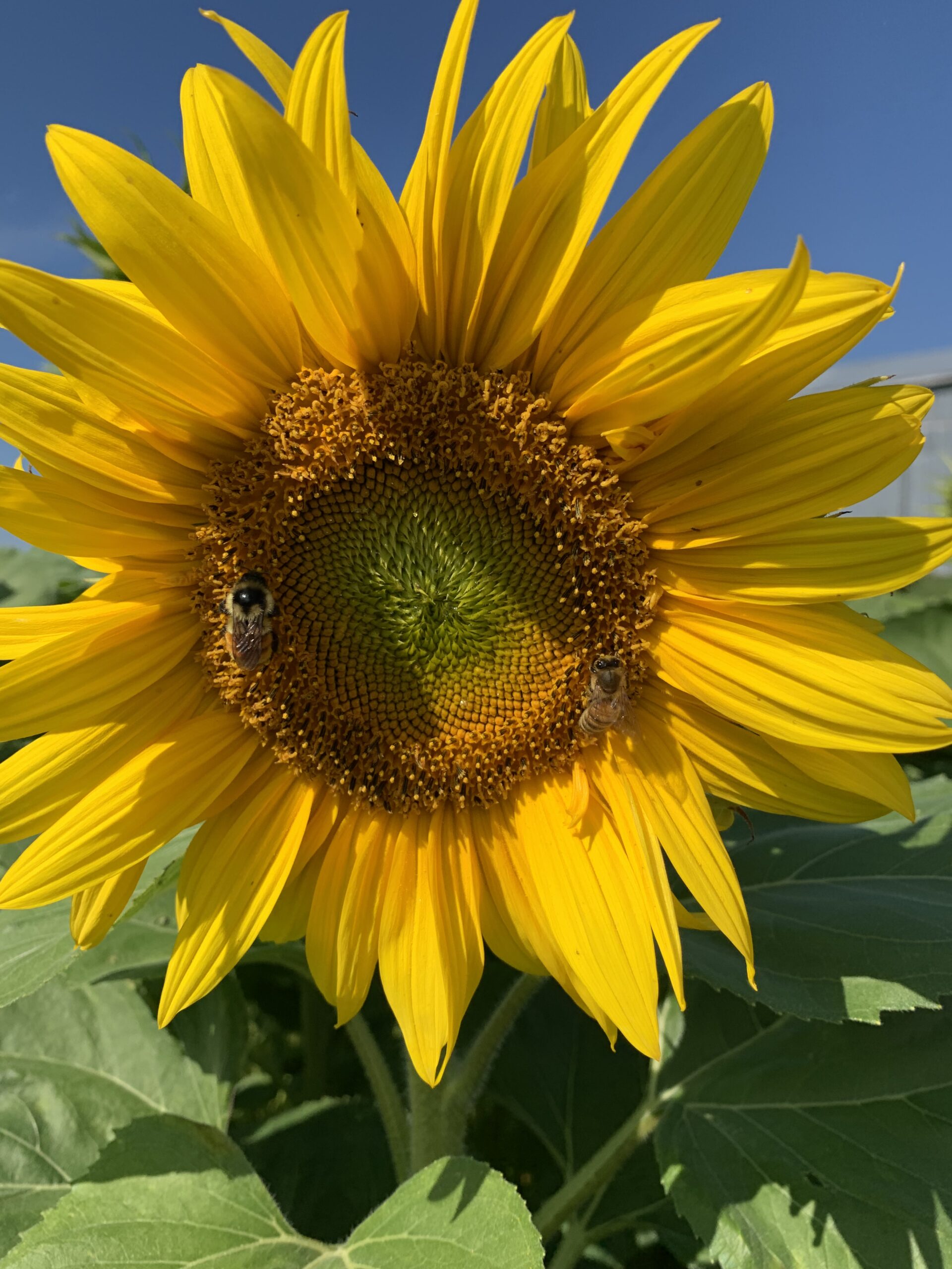 Le Jardin de l&rsquo;Atelier agricole rouvre ses portes!